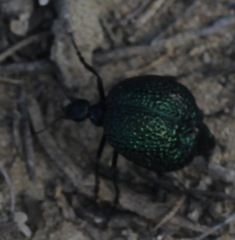 Cysteodemus wislizeni