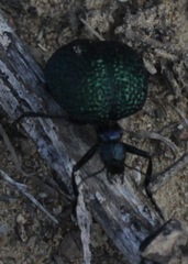 Cysteodemus wislizeni