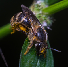 Leuchalictus