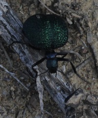 Cysteodemus wislizeni