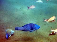 Scarus coeruleus