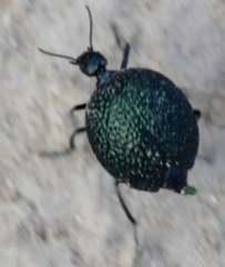 Cysteodemus wislizeni