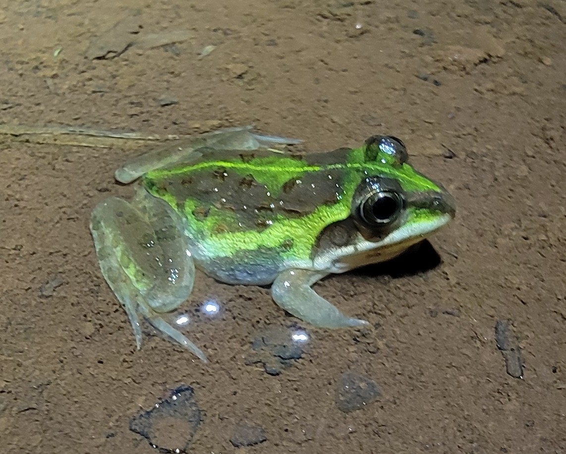 Indian Bull Frog