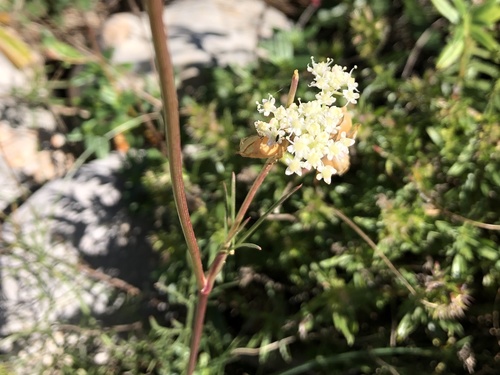 torica (Torilis)