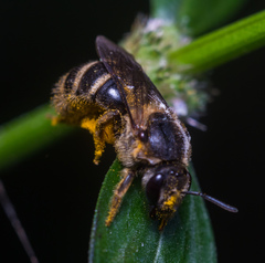 Leuchalictus