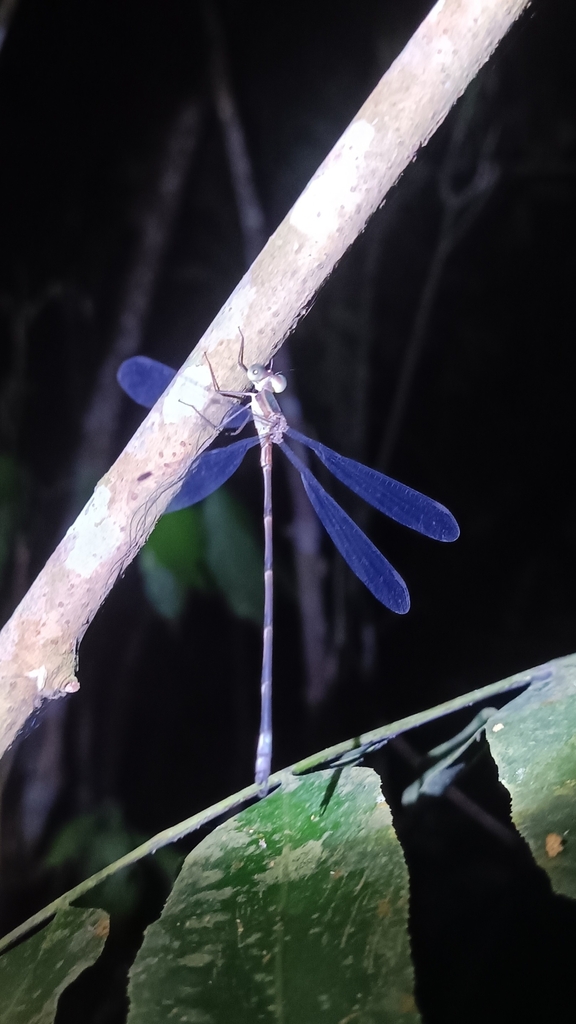 Orolestes wallacei (Orolestes wallacei)
