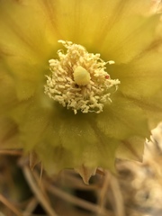 Eriosyce garaventae