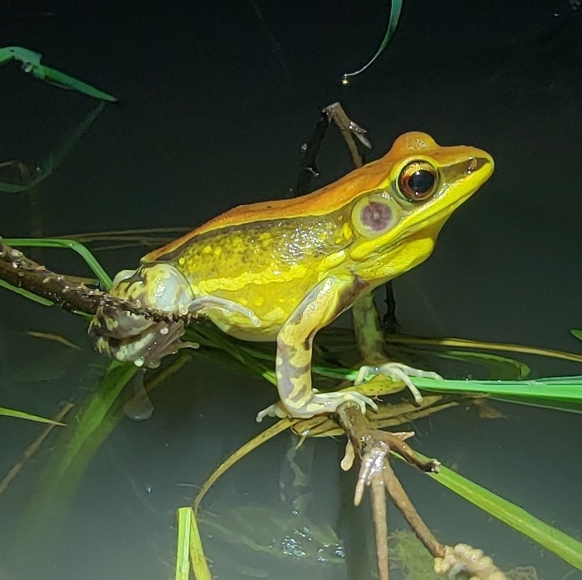 Wide-Range Fungoid Frog