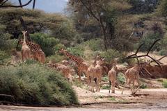 Giraffa camelopardalis reticulata