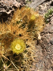 Eriosyce garaventae