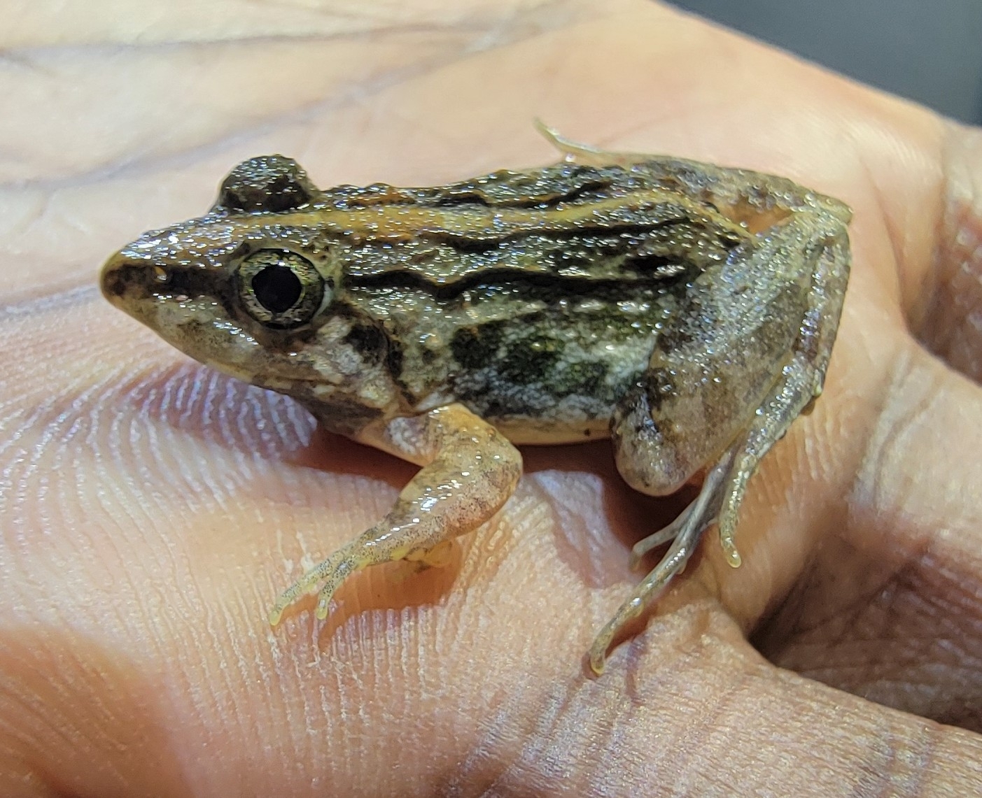 Syhadry Cricket Frog