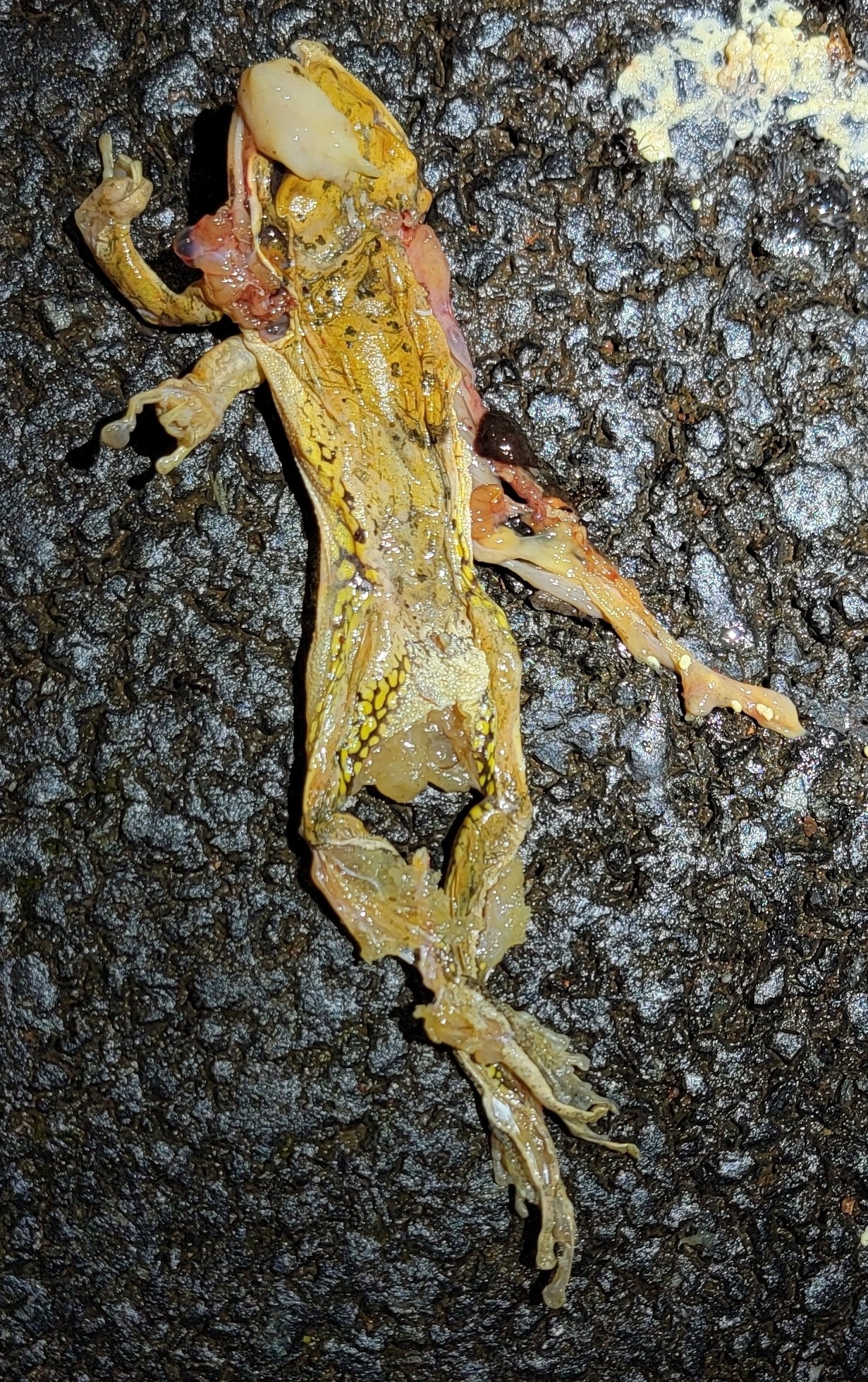 Big-Headed Whipping Frog