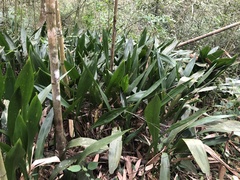 Aspidistra