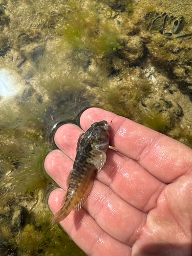 Cyclops blenny (Parablennius cyclops) — Blenniidae — 3