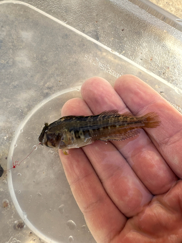 Cyclops blenny (Parablennius cyclops) — Blenniidae — 2