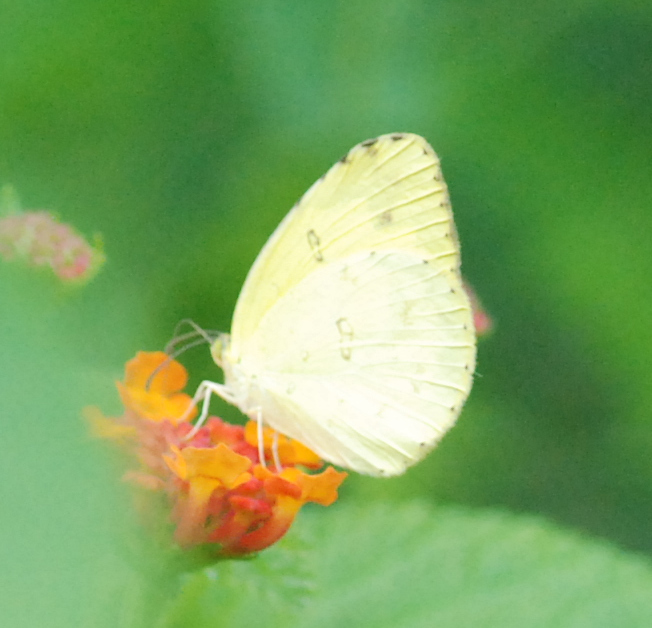 Common Grass Yellow