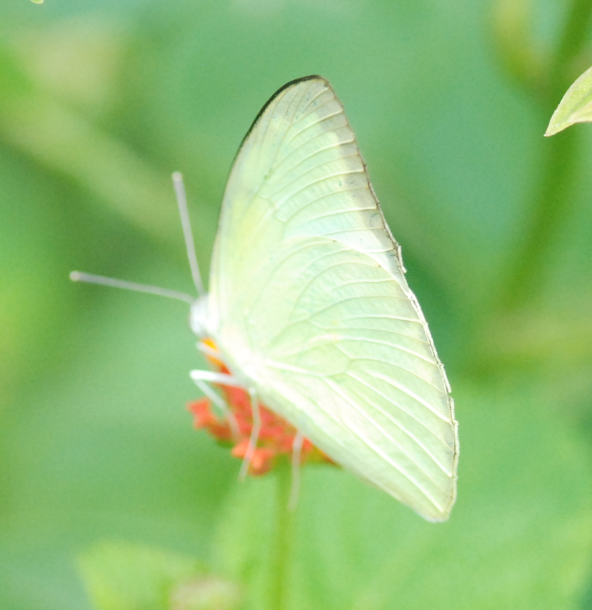 Lemon Emigrant