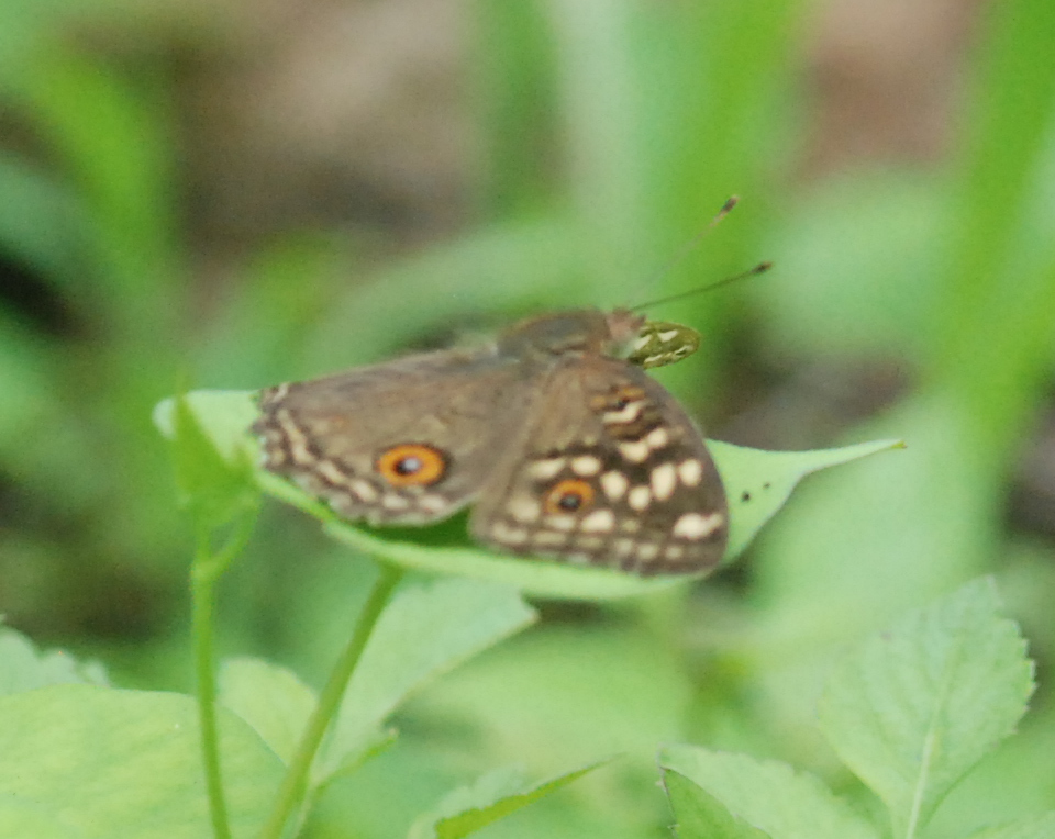 Lemon Pansy