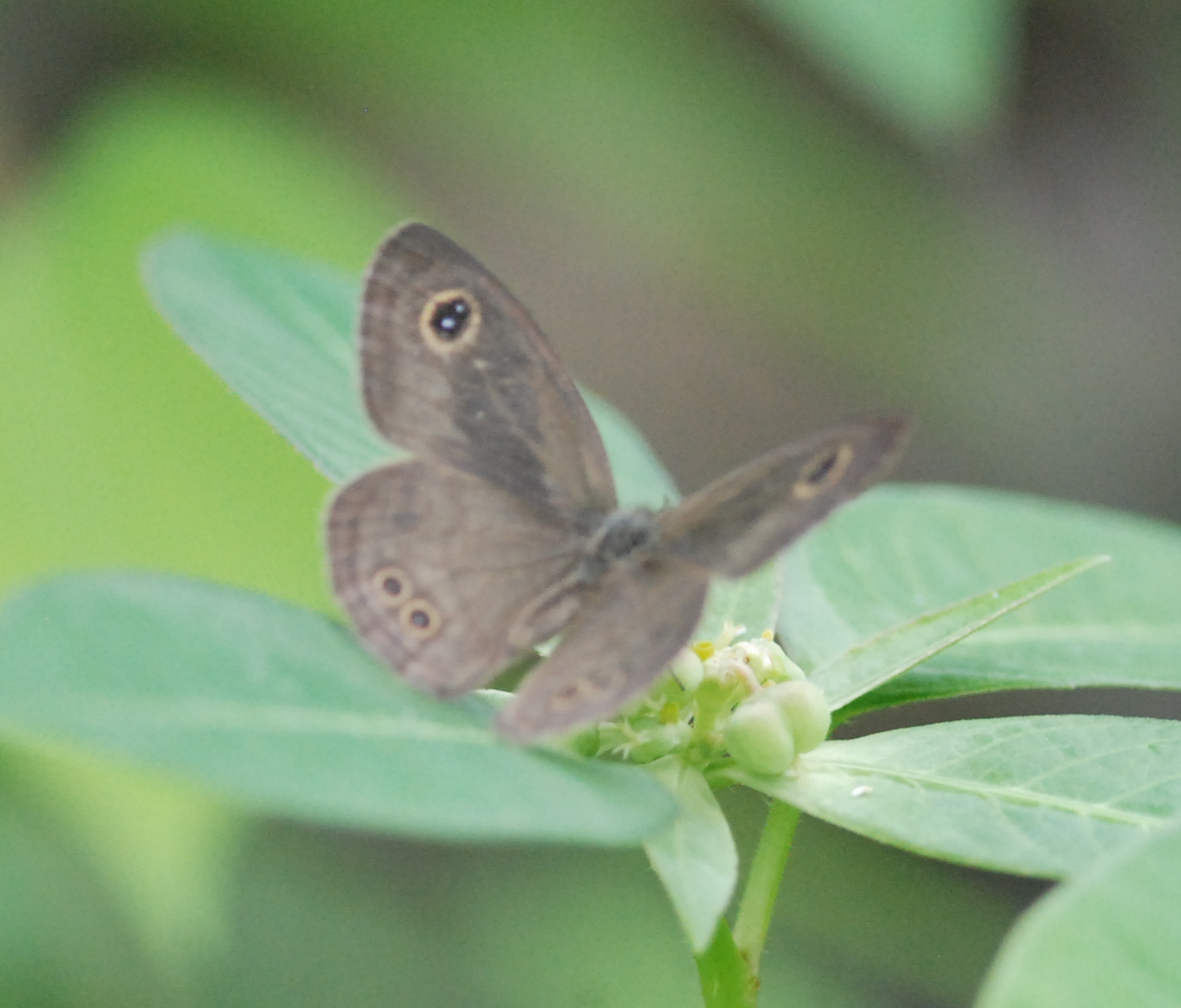 Common Five-Ring