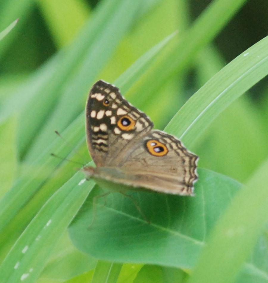 Lemon Pansy