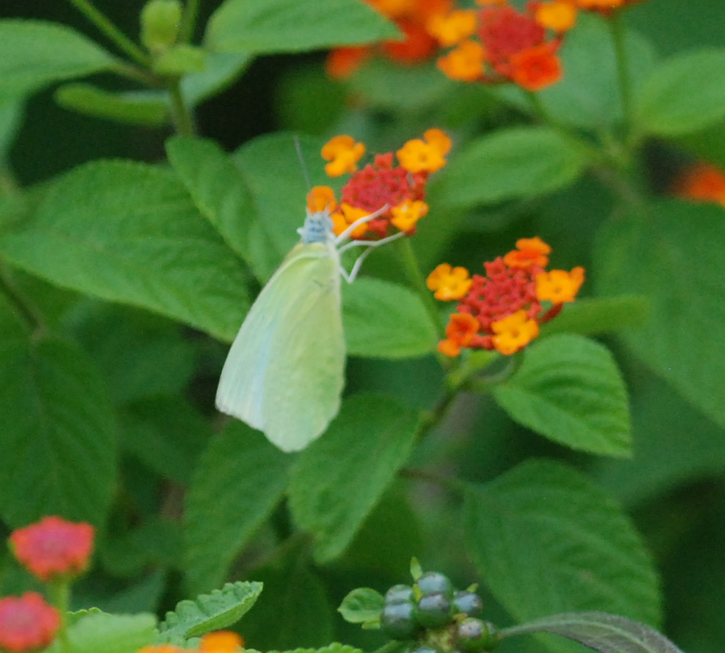 Lemon Emigrant