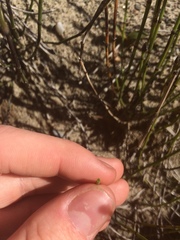 Equisetum variegatum subsp. variegatum image