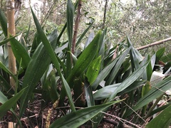 Aspidistra