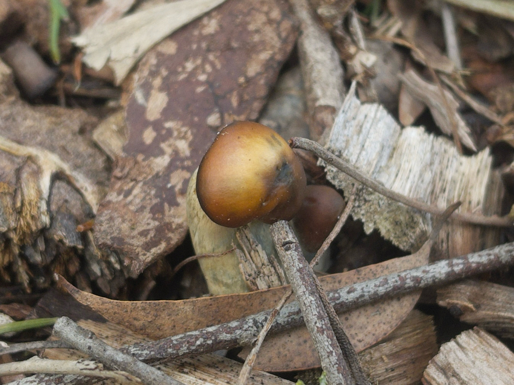 Psilocybe subaeruginosa · July 2025 · photo: © plantrant (iNaturalist, cc-by)