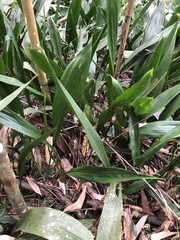 Aspidistra