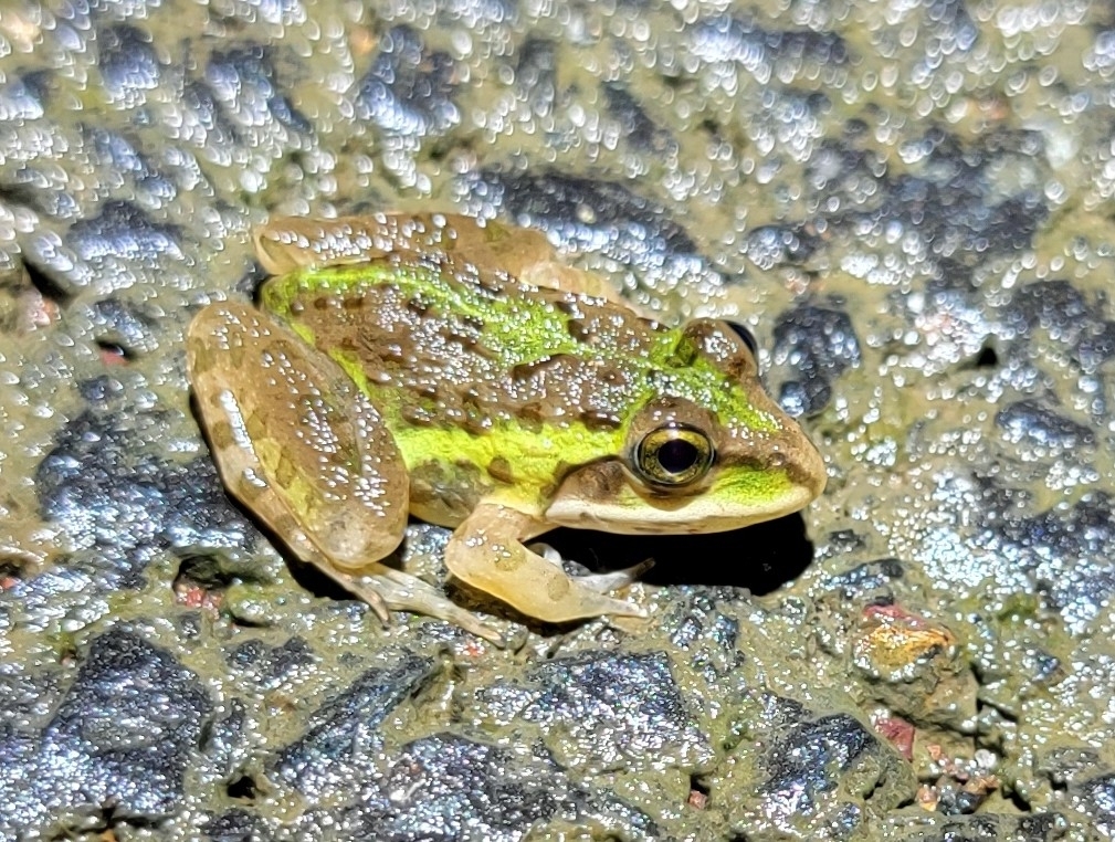 Indian Bull Frog