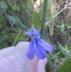 Lobelia reverchonii