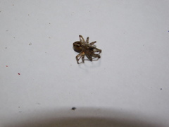 Steatoda castanea