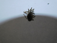Steatoda castanea