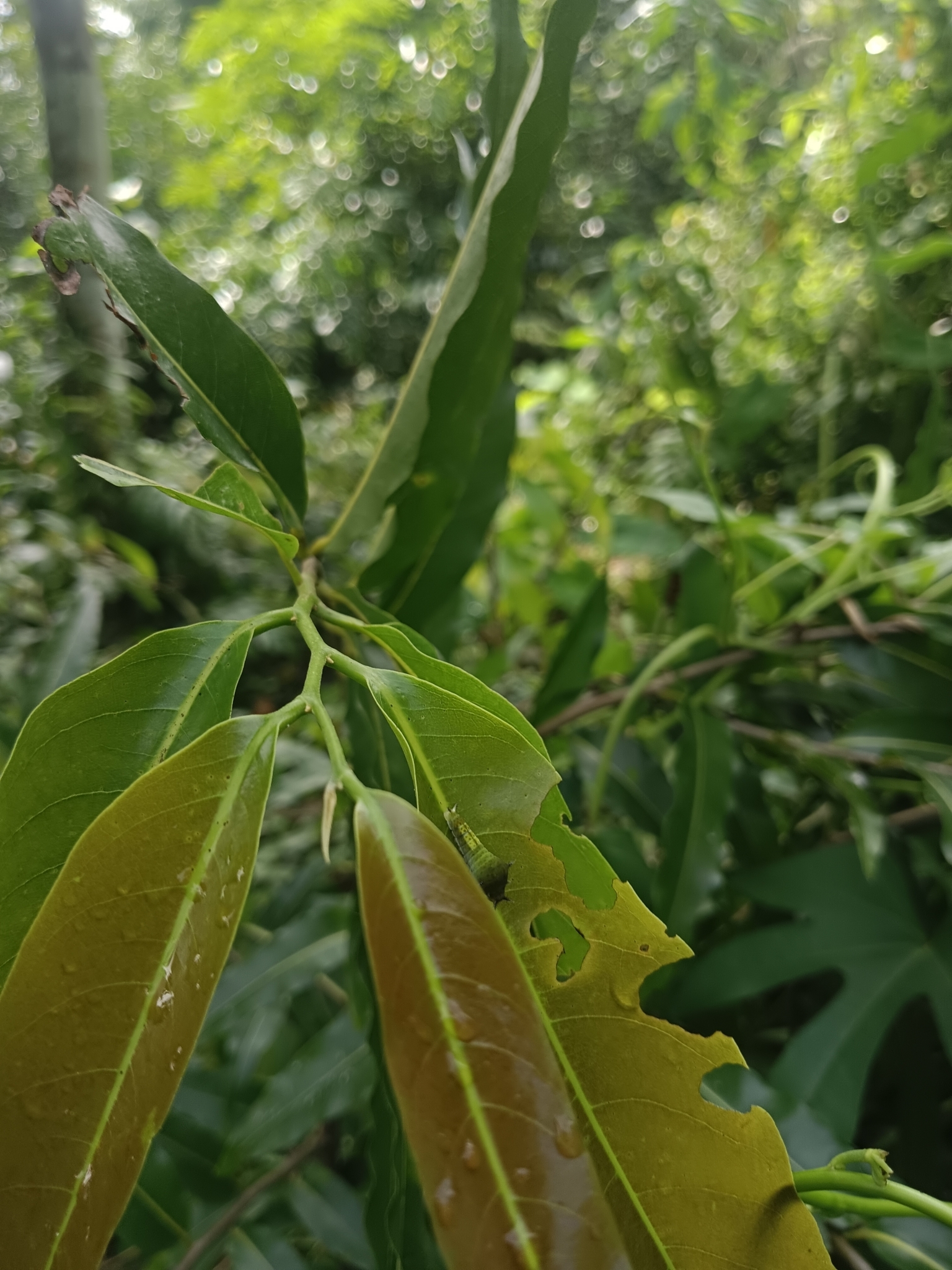 Tailed Jay