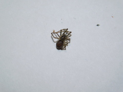 Steatoda castanea