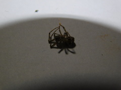 Steatoda castanea
