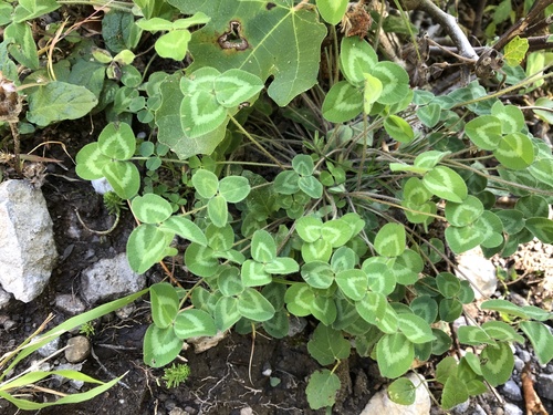 Crvena djetelina (Trifolium pratense)