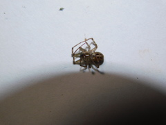 Steatoda castanea