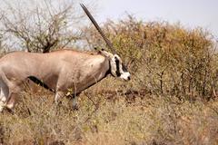 Oryx beisa beisa