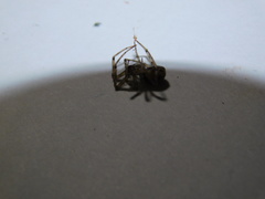 Steatoda castanea