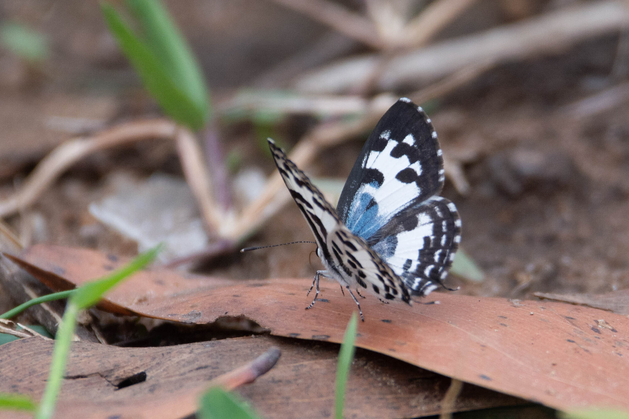 Common Pierrot