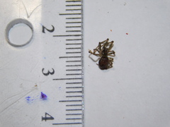Steatoda castanea