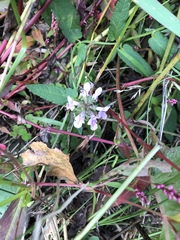Stachys aspera hispidula