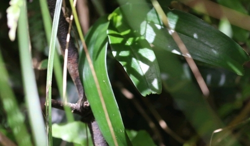 Robiquetia succisa, photograph 3