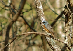 Monticola angolensis