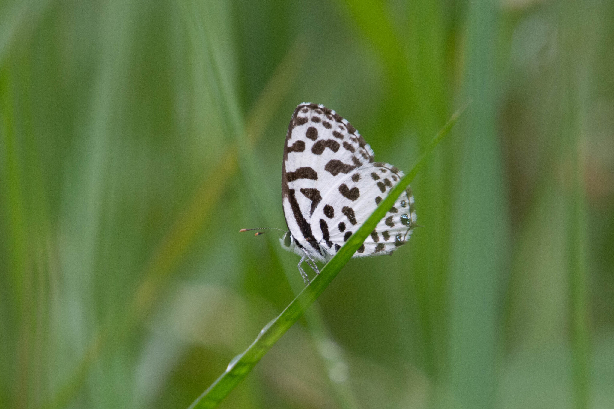 Common Pierrot