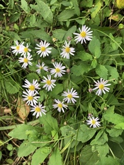 Aster microcephalus
