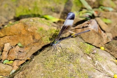 Psolodesmus mandarinus mandarinus