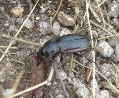 Pterostichus burmeisteri
