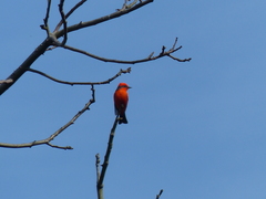 Pyrocephalus rubinus rubinus